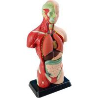 Набор для экспериментов EDU-Toys Анатомічна модель людини збірна 27 см Фото