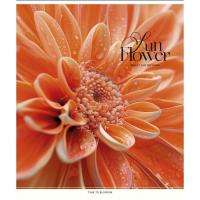 Тетрадь Школярик Sun Flower 48 листов клетка Фото