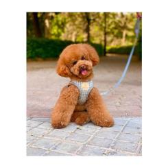 Шлей для собак Chloe's Home Berlin сіра XS Фото 2