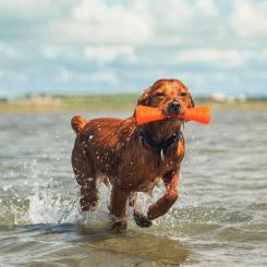 Игрушка для собак Bionic Гантель оранжевая 22 см Фото 4