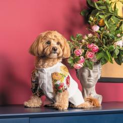 Футболка для животных Pet Fashion Соломія XS2 Фото 4