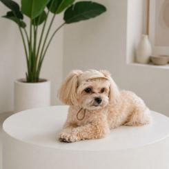 Кепка для животных Pet Fashion Glamor М Фото 4