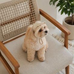 Кепка для животных Pet Fashion Glamor М Фото 5