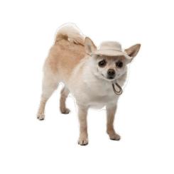 Кепка для животных Pet Fashion Gold S Фото 4