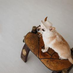 Кепка для животных Pet Fashion Gold S Фото 5