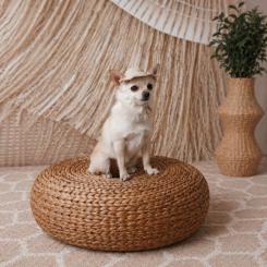 Кепка для животных Pet Fashion Gold S Фото 6