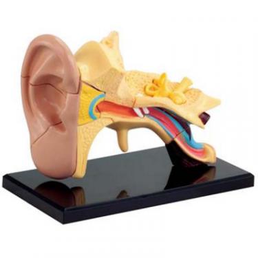 Набор для экспериментов EDU-Toys Модель анатомия уха сборная, 7.7 см Фото