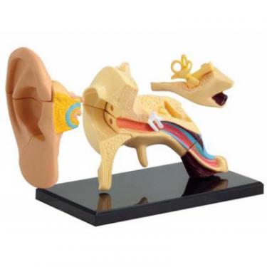 Набор для экспериментов EDU-Toys Модель анатомия уха сборная, 7.7 см Фото 1