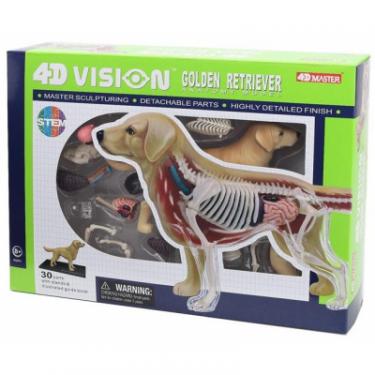 Пазл 4D Master Объемная анатомическая модель Собака золотистый ре Фото