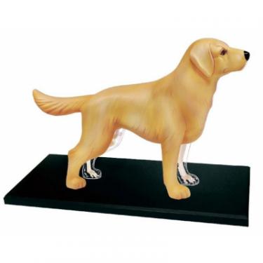 Пазл 4D Master Объемная анатомическая модель Собака золотистый ре Фото 1