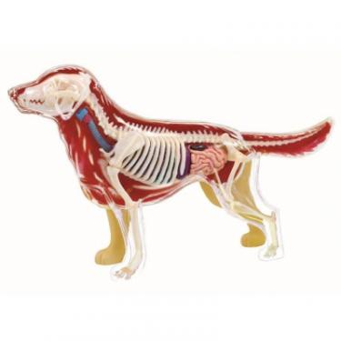 Пазл 4D Master Объемная анатомическая модель Собака золотистый ре Фото 2