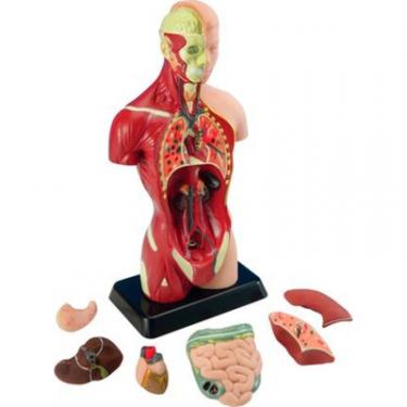 Набор для экспериментов EDU-Toys Анатомічна модель людини збірна 27 см Фото 1
